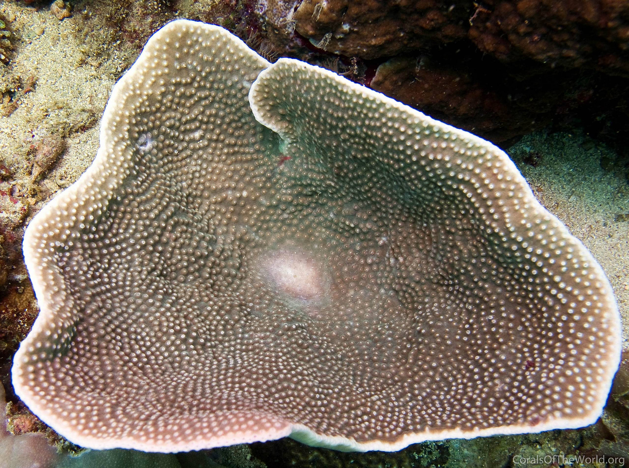 Tubinaria sp Corals of the World