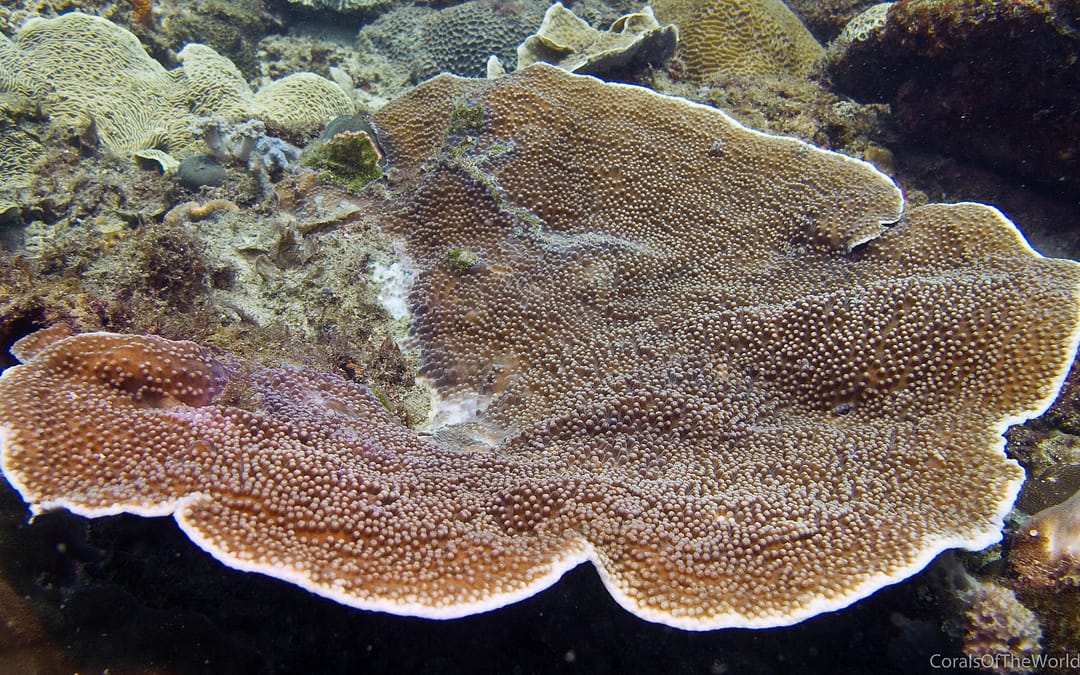 Coral Spawning in Raja Ampat – January 2022