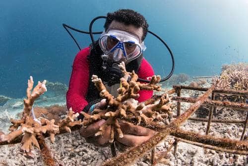 Yaf Keru Reef Restoration Raja Ampat The SEA People Orang Laut