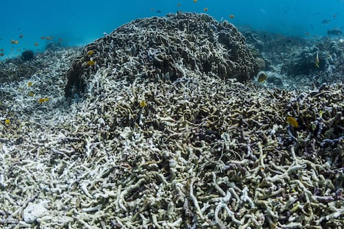 Coral Rubble Destruction Reefs At Risk Raja Ampat The SEA People Orang Laut