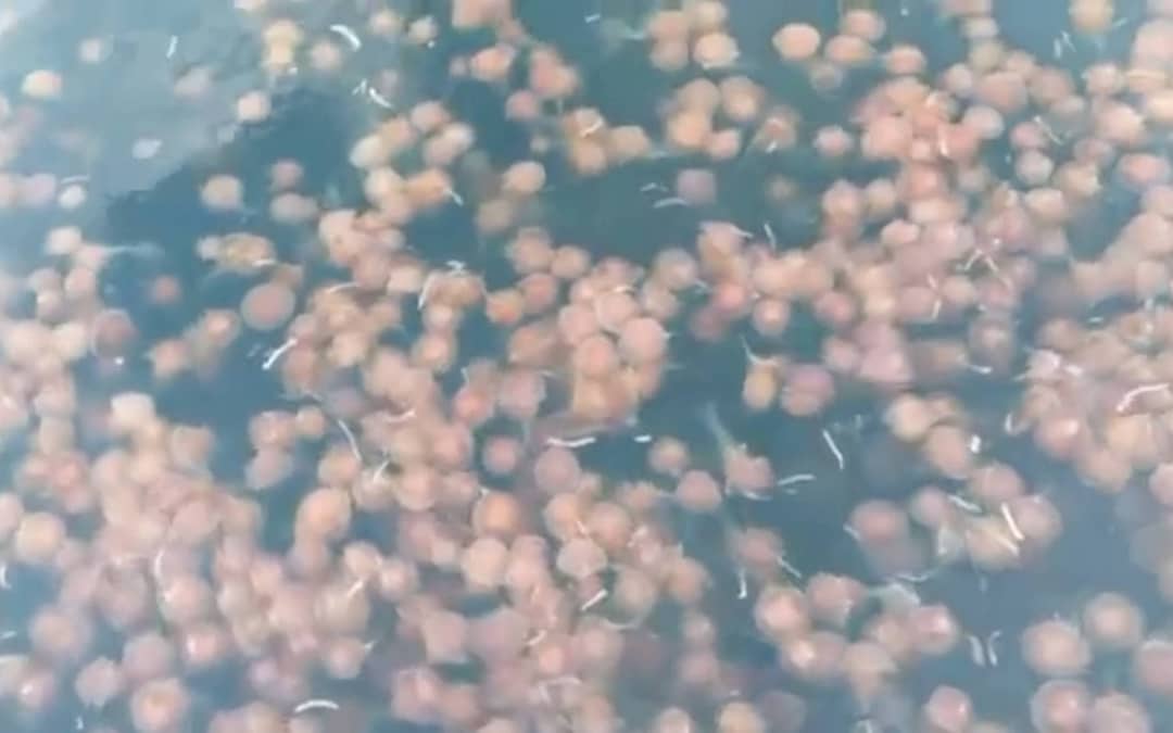 A Swarm Of Jellyfish, Dampier Strait, Raja Ampat
