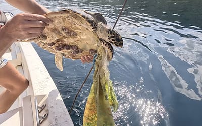 A Young Sea Turtle, a Plastic Bag, and How We Ate Some Rice